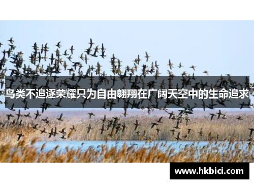 鸟类不追逐荣耀只为自由翱翔在广阔天空中的生命追求